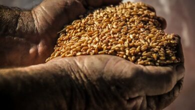 Five of the top ASX-listed commodity ETFs for investors