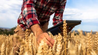 US wheat futures slip after USDA boosts global ending stocks