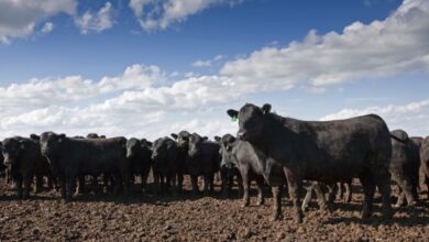 U.S. livestock: Cattle futures higher, though traders uncertain about demand