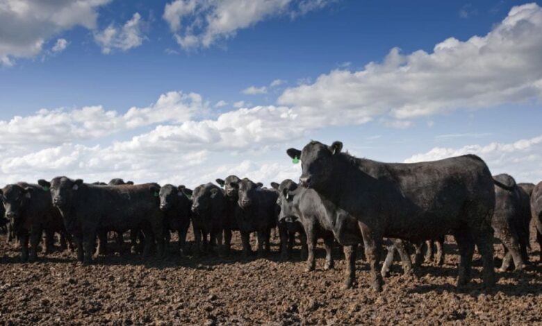 U.S. livestock: Cattle futures higher, though traders uncertain about demand