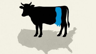 Cattle Futures Rebound As Tight US Supply Keeps Prices Firm