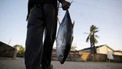 Long-wrought WTO global agreement aimed at reducing overfishing takes effect