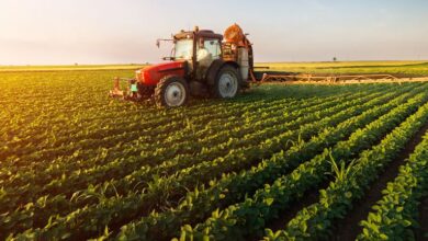 Market Cool On Green Rise Foods Inc.’s (CVE:GRF) Revenues Pushing Shares 31% Lower