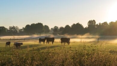 ‘Who Gave A 20-Year-Old A 0,000 Cow Loan?’ Dave Ramsey Is In Disbelief That A Lender Would Give Out That Much Money