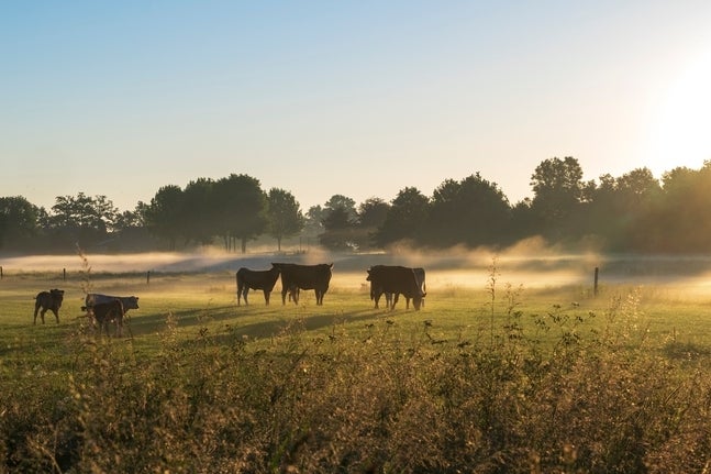 ‘Who Gave A 20-Year-Old A 0,000 Cow Loan?’ Dave Ramsey Is In Disbelief That A Lender Would Give Out That Much Money