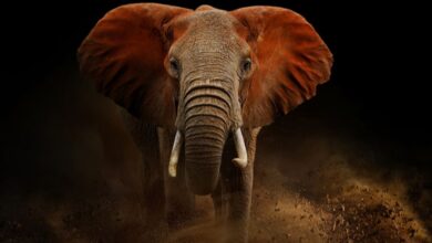 Power Metallic: Analysts see elephant in the room at Nisk