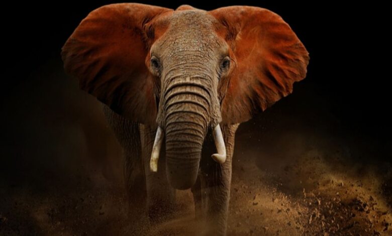 Power Metallic: Analysts see elephant in the room at Nisk