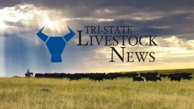 Cattle futures drop after President Trump implies beef price is too high