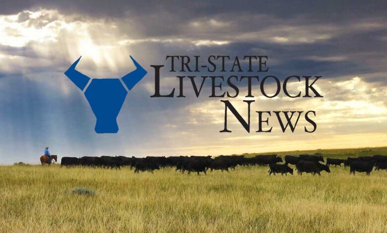 Cattle futures drop after President Trump implies beef price is too high