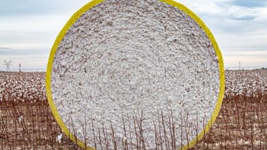 Global cotton stocks hit 13-year low on China decline: ICAC