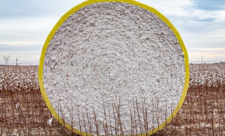 Global cotton stocks hit 13-year low on China decline: ICAC