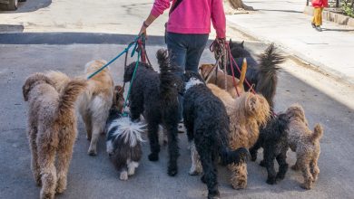 Which tail is wagging the market dog?