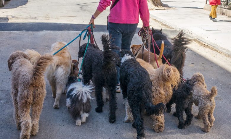 Which tail is wagging the market dog?