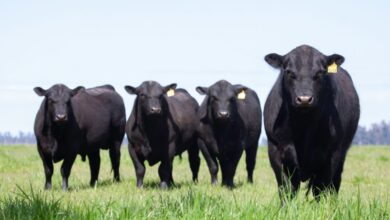 Cattle Futures Are in a Historic Melt Down- Fear and Worry Push Prices Limit Down Again on Wednesday