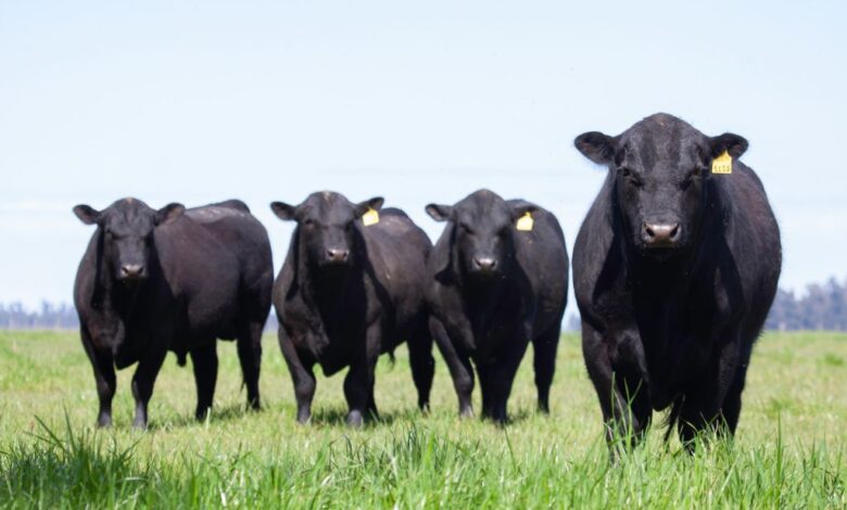 Cattle Futures Are in a Historic Melt Down- Fear and Worry Push Prices Limit Down Again on Wednesday