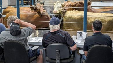 U.S. livestock: Cattle futures lower on falling beef prices, selling