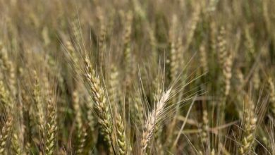 Wheat outlook from global stocks to Oklahoma fields | News