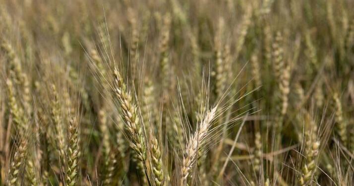 Wheat outlook from global stocks to Oklahoma fields | News Wheat outlook from global stocks to Oklahoma fields | News