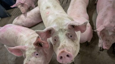 U.S. livestock: CME cattle futures lower after sideways trade