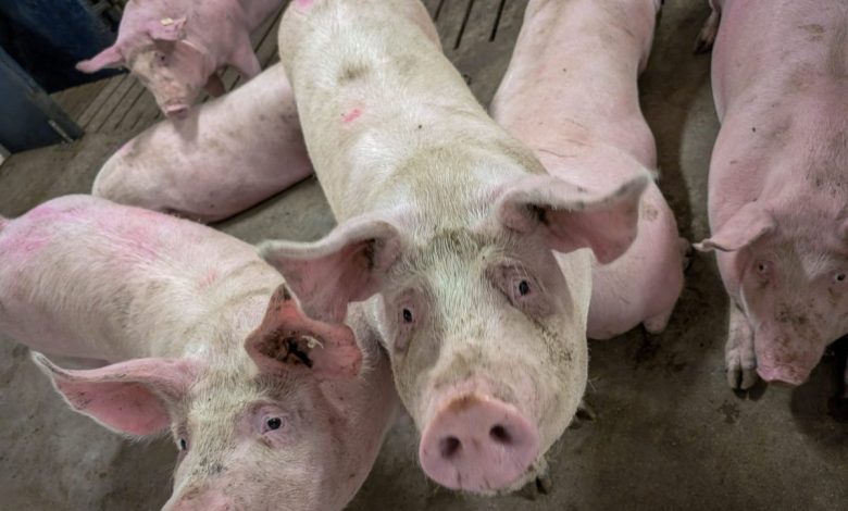 U.S. livestock: CME cattle futures lower after sideways trade U.S. livestock: CME cattle futures lower after sideways trade