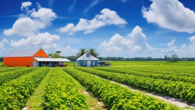 Property tax cuts, elimination would hit Florida’s rural communities hardest