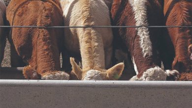 U.S. livestock: Cattle futures surge as second screwworm case announced