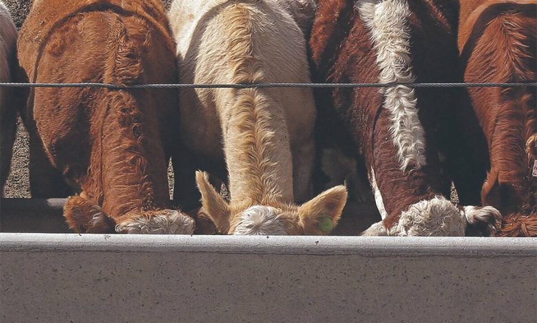 U.S. livestock: Cattle futures surge as second screwworm case announced