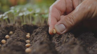 Hardman Johnston Global Equity Sold Corteva (CTVA) as It Failed to Observe a Clear Value-Creation Rationale Hardman Johnston Global Equity Sold Corteva (CTVA) as It Failed to Observe a Clear Value-Creation Rationale