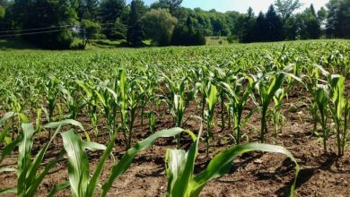 CME Group To Expand Crypto Derivatives Offering With Launch Of Cardano, Chainlink, Stellar Futures