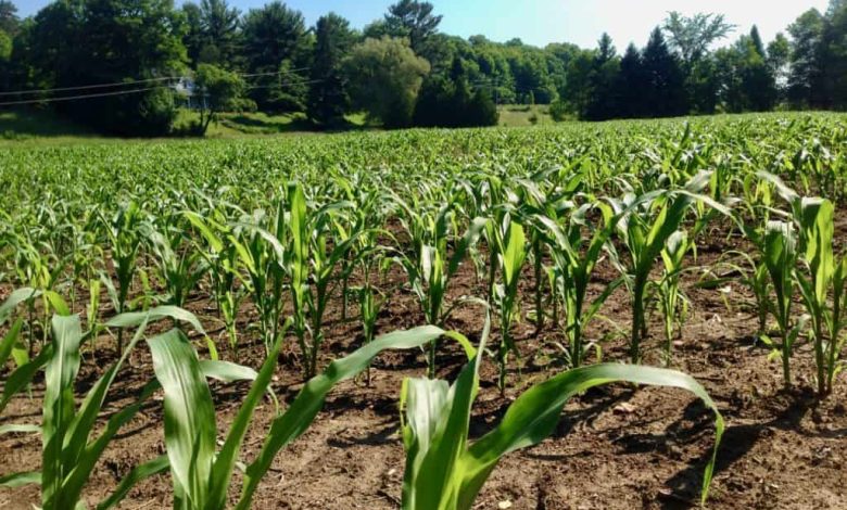 CME Group To Expand Crypto Derivatives Offering With Launch Of Cardano, Chainlink, Stellar Futures