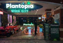 Promise of hemp in Thailand headed for collapse under politics and regulatory retreat