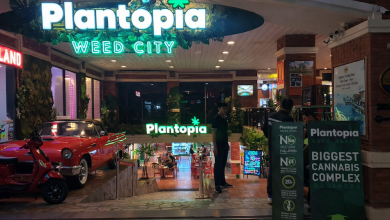 Promise of hemp in Thailand headed for collapse under politics and regulatory retreat Promise of hemp in Thailand headed for collapse under politics and regulatory retreat