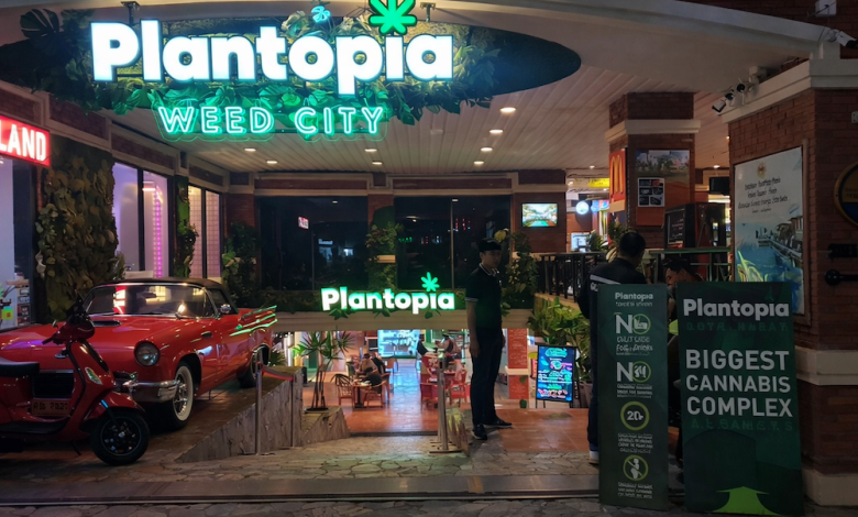 Promise of hemp in Thailand headed for collapse under politics and regulatory retreat