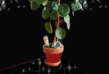 Bitwise CIO Identifies Gold Surge and Clarity Act’s Fate as Key Crypto Market Drivers