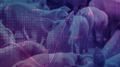 Weekly pig report: Cash hog index trends higher, supporting futures outlook