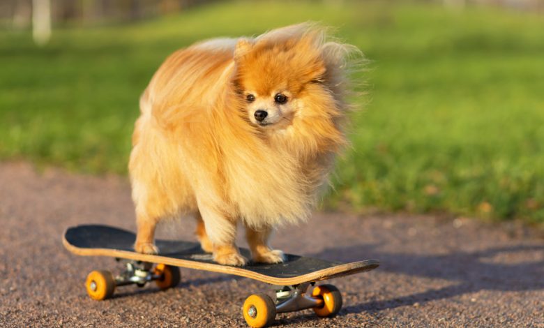 Dividend Dogs ETF Refreshes U.S. Portfolio in Annual Rebalance