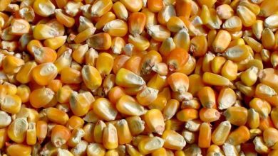 What’s next after USDA production shocker sinks corn futures