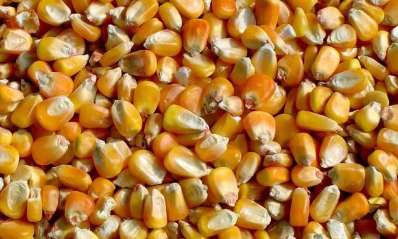 What’s next after USDA production shocker sinks corn futures