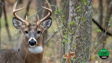 State senators propose restoring traditional opening day of rifle season | Politics