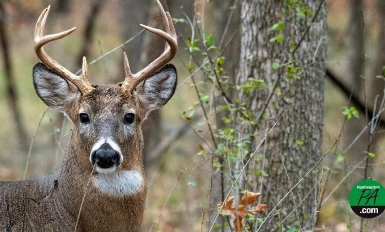 State senators propose restoring traditional opening day of rifle season | Politics