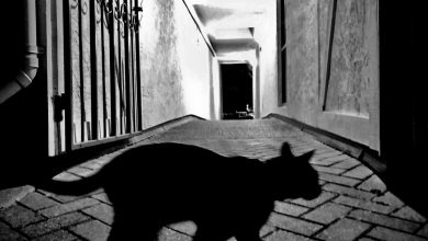 Stocks: Friday the 13th brings global selloff as AI fear grips markets