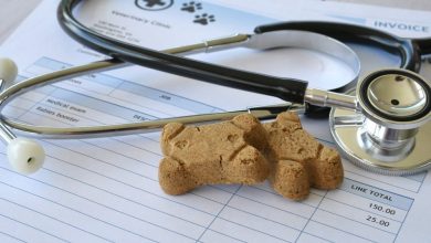 An 11-Month-Old Chihuahua Needs A K Surgery, So Its Owners Are Canceling Their Annual Vacation. Dave Ramsey Offers A Surprising Perspective
