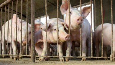 Lean hogs edge higher as pork values soften – CME
