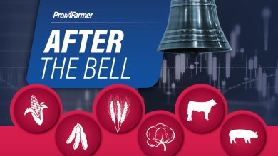 After the Bell | Firm cash cattle trade helps push futures higher