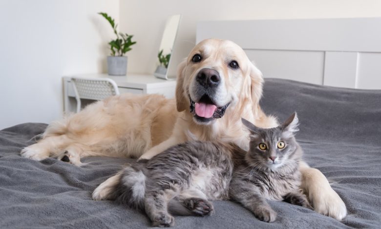 Back-up care perks go beyond kids, aging parents as companies add pets