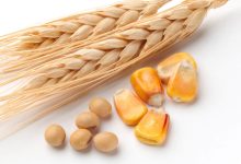 Wheat Futures Attempt Breakout as Black Sea Risks and Weather Concerns Reenter the Market