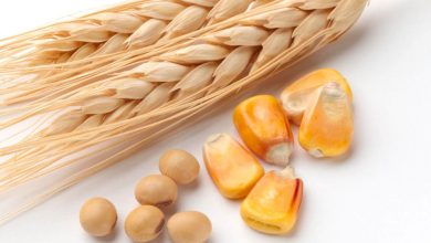 Wheat Futures Attempt Breakout as Black Sea Risks and Weather Concerns Reenter the Market