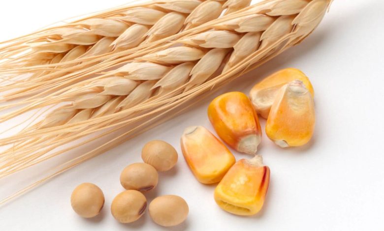 Wheat Futures Attempt Breakout as Black Sea Risks and Weather Concerns Reenter the Market Wheat Futures Attempt Breakout as Black Sea Risks and Weather Concerns Reenter the Market