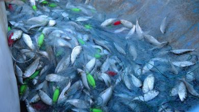 Climate change impacts global fishing yields