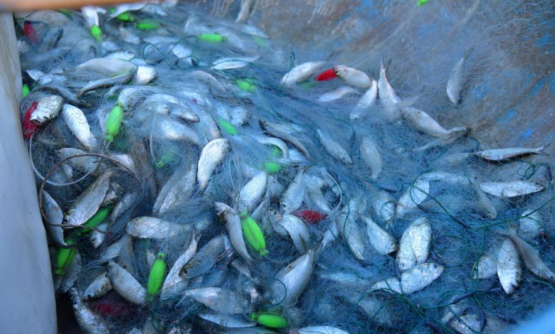 Climate change impacts global fishing yields Climate change impacts global fishing yields